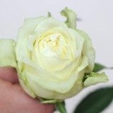 Male blomster