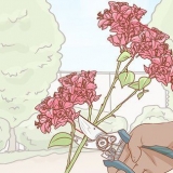 Formering af bougainvillea