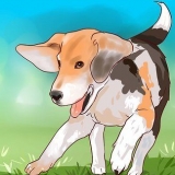 Træning beagle