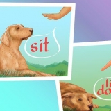 Stop bump hos hunde