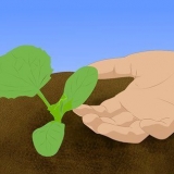 Voksende cantaloupes