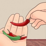 Dyrkning af chilipeber