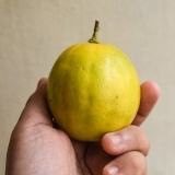 Modne citroner