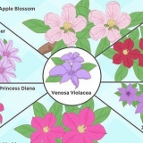 Dyrk clematis