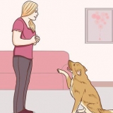 Kommunikerer med din hund