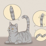 Kommunikere med din kat