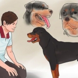 Tjek om din hund er sund og glad