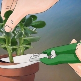 Voksende crassula ovata