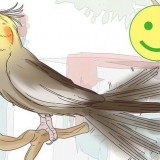 Forstå cockatielernes gestus