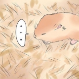 Behandling af din hamsters brækkede ben