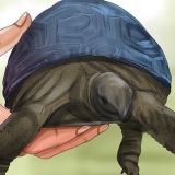 Bestemmelse af en skildpaddes alder