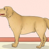 Måling af længden af ​​en hund
