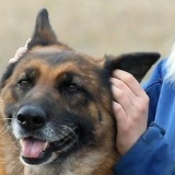 Måling af din hunds temperatur uden at bruge et termometer