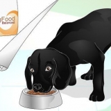 Glans en hunds pels