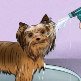 Stigning af en yorkshire terriers pels