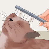 Gør din kats pels blød og skinnende