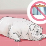 Behandling af diarré hos en hund