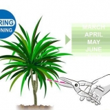 Beskæring af dracaena