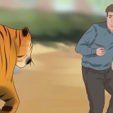 At overleve et tigerangreb