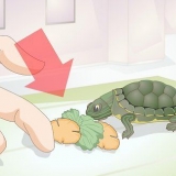At fodre en babyskildpadde