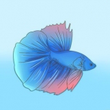 Danner et bånd med din betta fisk