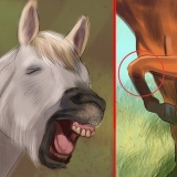 Skab et bånd med din hest gennem natural horsemanship