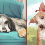 Behandling af et slagtilfælde hos hunde