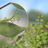 At holde en mantis som kæledyr