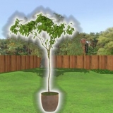Plant et træ