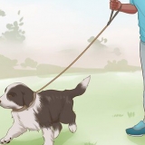 Træning af en border collie-hvalp