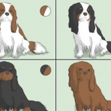 At vælge en cavalier king charles spaniel