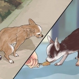 Pottetræner en chihuahua