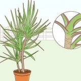 At tage sig af en dracaena