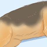 Identifikation af en schæferhund