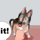Træning af en schæferhund