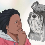 At hæve en dværgschnauzer