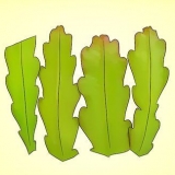 Dyrkning af en epiphyllum cactus
