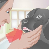 Behandling af en knækket tand hos en hund