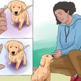 Træning af en golden retriever-hvalp