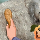 Stigning af en goldendoodle