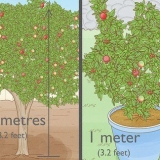 Planter et granatæbletræ