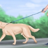 Beroligende en stor legesyg hund