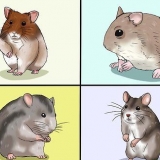 At vælge en hamster