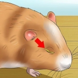 Hjælper en hamster med et lukket øje