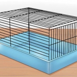At tæmme en hamster