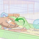 Lær en hamster tricks