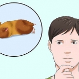 At få en hamster ud af dvale