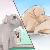 Tjek en hund for ringorm