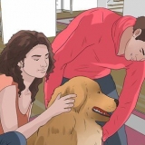 Hvordan man løfter en hund korrekt