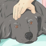 Hjælper en døende hund